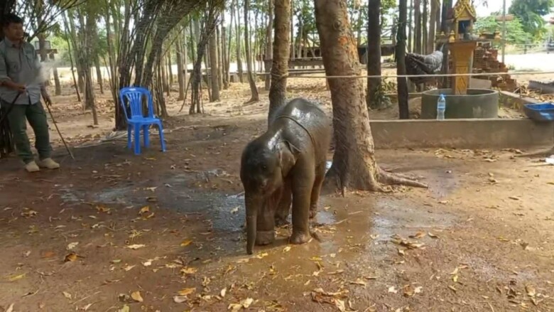 កូនដំរីតូចព្រាត់ពីមេបារបស់វាដោយសារតែអន្ទាក់ព្រានព្រៃ ត្រូវបានបញ្ជូនដល់ភ្នំតាម៉ៅហើយ