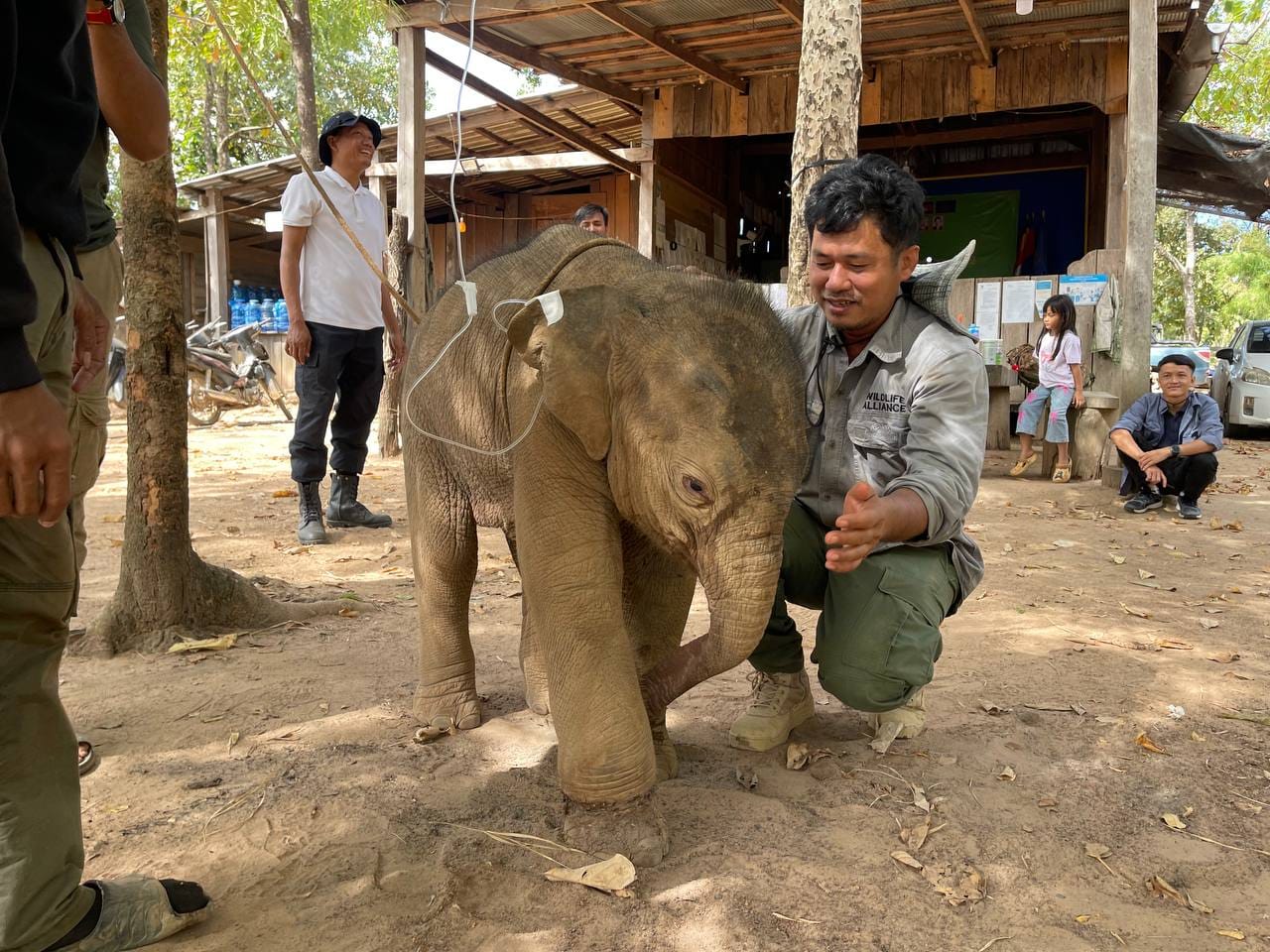 កូនដំរីញីកម្សត់ ០១ក្បាល ត្រូវបានជួយសង្គ្រោះនៅខេត្តមណ្ឌលគិរី ដឹកមកដល់មជ្ឈមណ្ឌលសង្គ្រោះសត្វព្រៃភ្នំតាម៉ៅ ដើម្បីព្យាបាល និងថែរក្សាពីសំណាក់មន្ត្រីជំនាញយ៉ាងយកចិត្តទុកដាក់