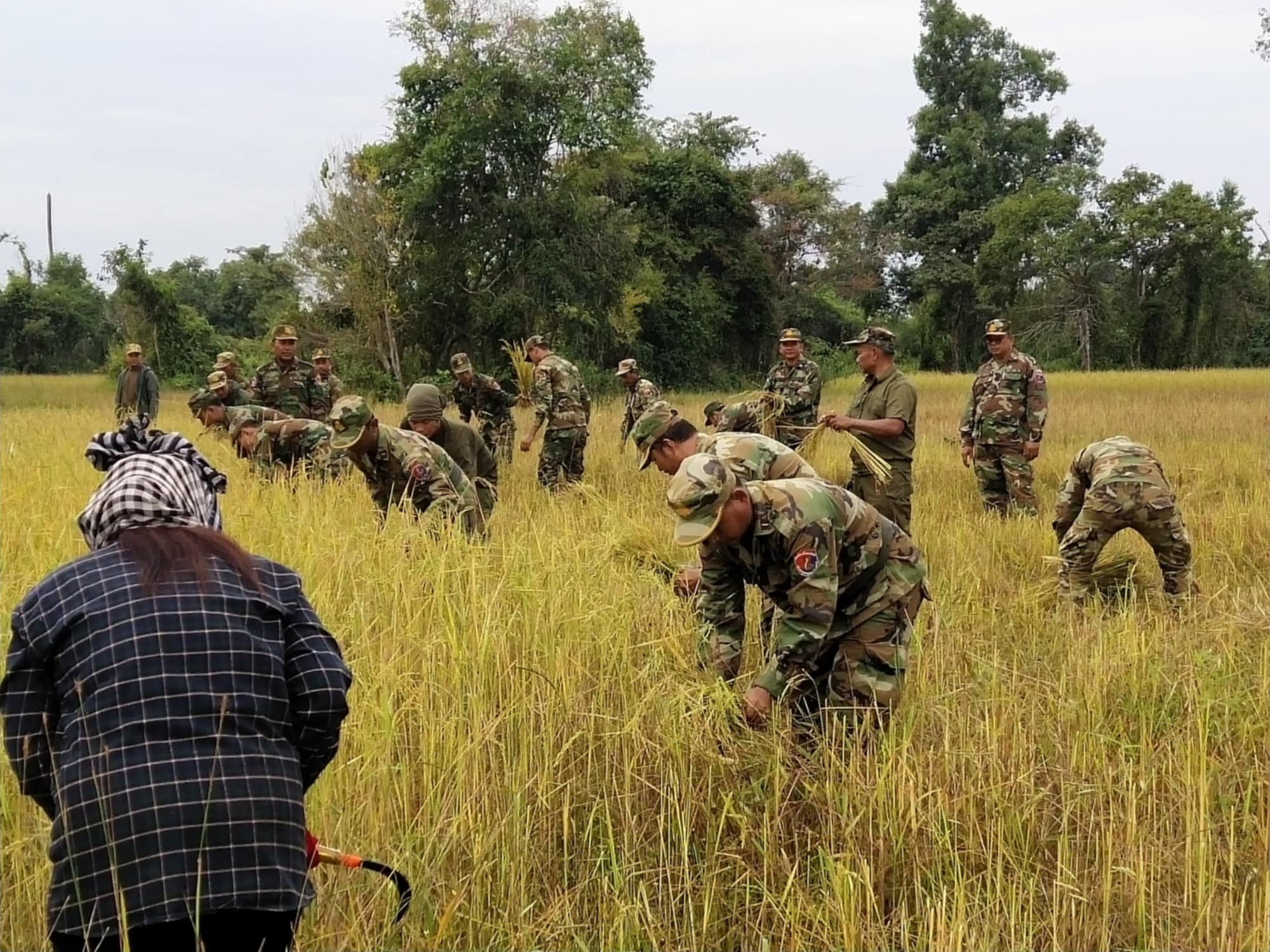 កងទ័ពវរៈសេនាតូចលេខ១៤២កងពលតូចអន្តរាគមន៍លេខ១៤និងការងារសង្គមចុះជួយច្រូតស្រូវប្រជាពលរដ្ឋក្រីក្រនិងគ្រួសារកងទ័ពដែលខ្វះខាតនៅស្រុកភ្នំក្រវាញ
