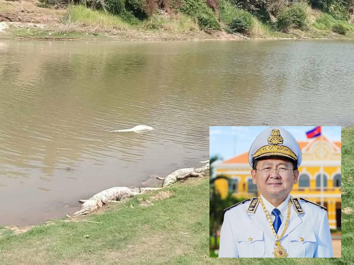 អភិបាលខេត្តបាត់ដំបងបញ្ជាឲ្យស្រាវជ្រាវរកមុខអ្នកដែលយកសត្វក្រពើងាប់បោះចោលក្នុងស្ទឹងសង្កែ