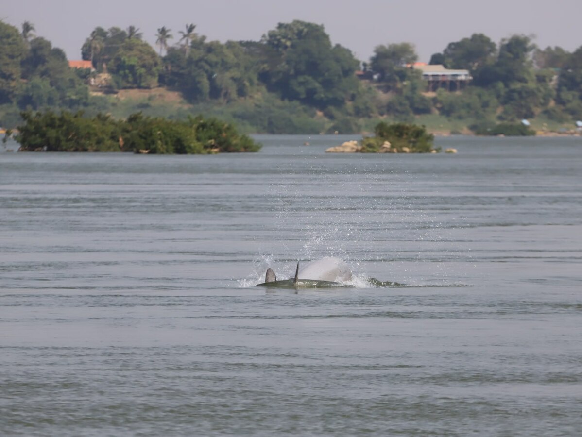កូនផ្សោតទើបកើតថ្មីមួយក្បាល មានអាយុប្រមាណ២ថ្ងៃ ត្រូវបានប្រទះឃើញដោយក្រុមការងារស្រាវជ្រាវនៃរដ្ឋបាល ជលផលនិងអង្គការ WWF