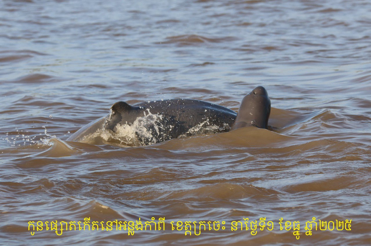 កម្ពុជា ស្វាគមន៍កំណើតកូនផ្សោតថ្មីទី៨ នៅអន្លង់កាំពី ខេត្តក្រចេះ នៅថ្ងៃទី១ ខែធ្នូនេះ