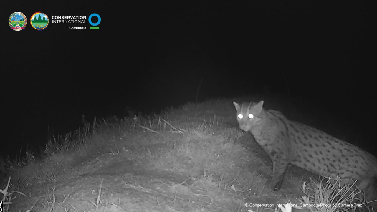 គំហើញសត្វខ្លាត្រីនៅទន្លេសាប បង្ហាញលទ្ធផលវិជ្ជមានពីការស្តារព្រៃលិចទឹក និងការគ្រប់គ្រងតំបន់ដីសើមនៅកម្ពុជា