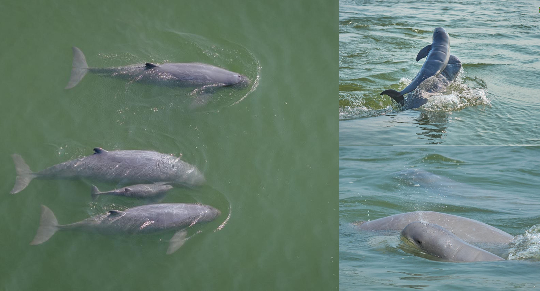 កំណើតកូនផ្សោតទន្លេមេគង្គទី៦ នាំមកនូវក្តីសង្ឃឹមសម្រាប់ការអភិរក្សនៅដើមឆ្នាំ២០២៦