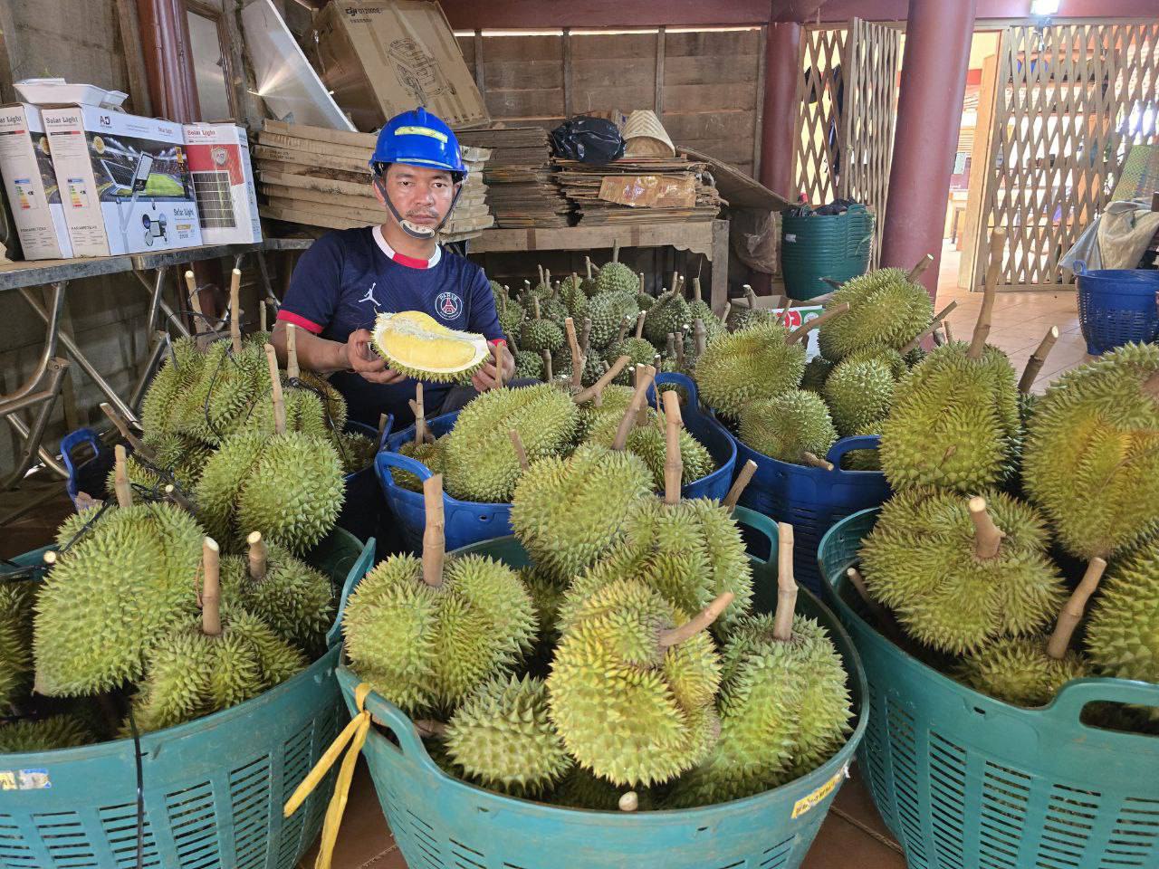 គយនៃប្រទេសចិនអនុញ្ញាតឱ្យនាំចេញផ្លែទុរេនស្រស់ពីកម្ពុជាទៅកាន់ប្រទេសចិនដោយផ្ទាល់