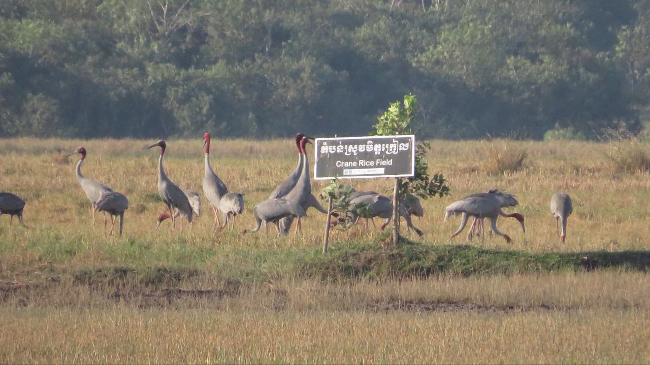 លទ្ធផលជំរឿនសត្វក្រៀលក្នុងឆ្នាំ២០២៥ ក្រុមការងារបានកត់ត្រាវត្តមានសត្វក្រៀល មានចំនួន ២១៤ ក្បាល នៅក្នុងប្រទេសកម្ពុជា ដែលជាចំនួនខ្ពស់បំផុត បើគិតពីឆ្នាំ២០២០មក