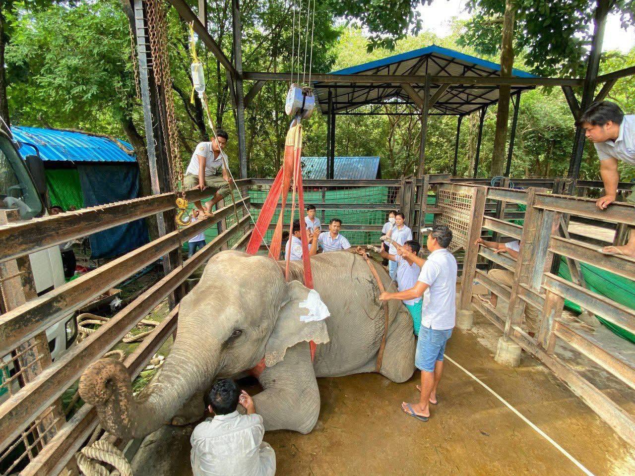 លទ្ធផលនៃការធ្វើកោសល្យវិច័យពីវិទ្យាស្ថានប៉ាស្ទ័រ បានបង្ហាញថា សត្វដំរីញី «ឡាក់គី» ស្លាប់ដោយសារជំងឺខ្ទុះក្នុងស្បូន