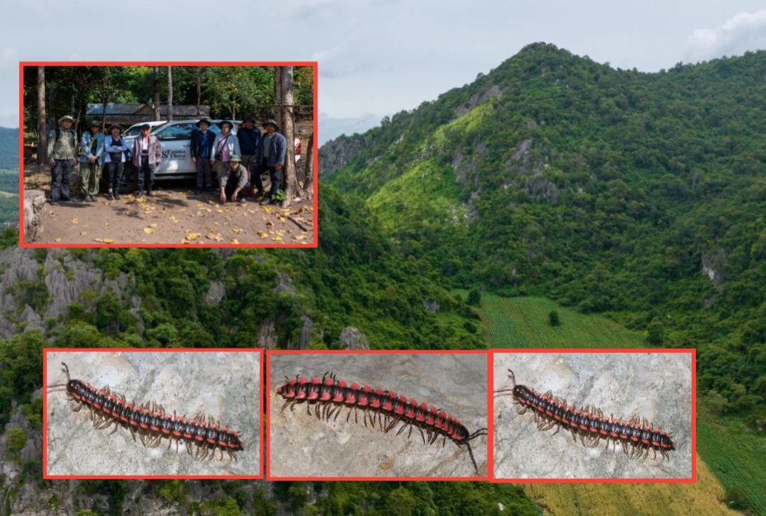 រកឃើញ «សត្វម្រើមព្រះ» ចំនួន ០៣ ប្រភេទ ជាកំណត់ត្រាថ្មីសម្រាប់ពិភពលោក នៅតំបនភ្នំថ្មកំបោរ ក្នុងខេត្តបាត់ដំបង និងខេត្តកំពត
