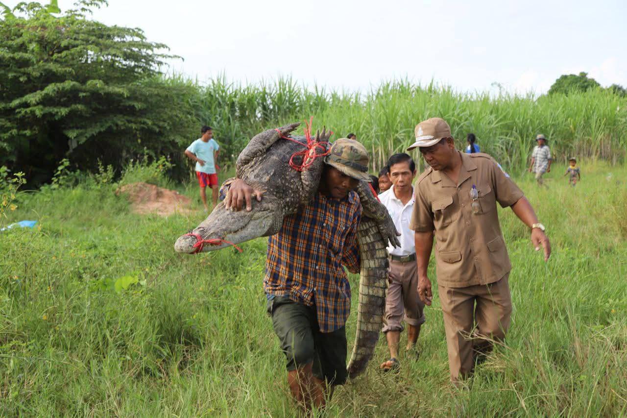 ចាប់វិញបាន ចំនួន ២៦ ក្បាល ក្នុងចំណោមសត្វក្រពើ ៣០ ក្បាល ដែលរួចចេញពីអាងចិញ្ចឹមមួយកន្លែង នៅខេត្តសៀមរាប!