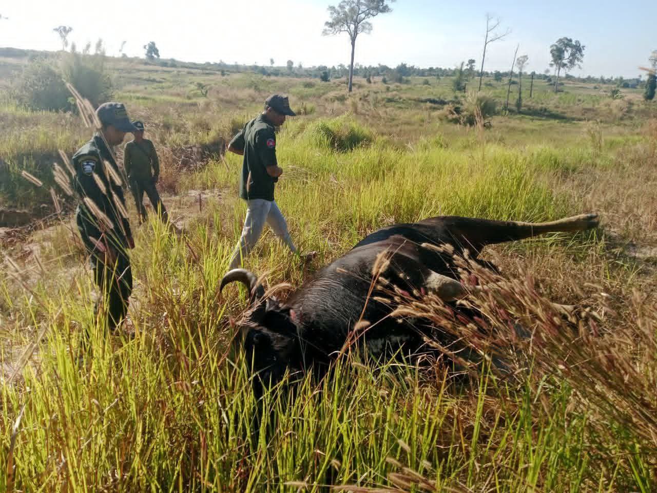 សត្វខ្ទីង១ក្បាល ត្រូវបានប្រទះឃើះស្លាប់ក្នុងខេត្តឧត្តរមានជ័យ មន្ត្រីជំនាញ និងអង្គការអភិរក្សជម្រកសត្វព្រៃកម្ពុជា កំពុងធ្វើការស្រាវជ្រាវរកមូលហេតុនៃការស្លាប់នេះ
