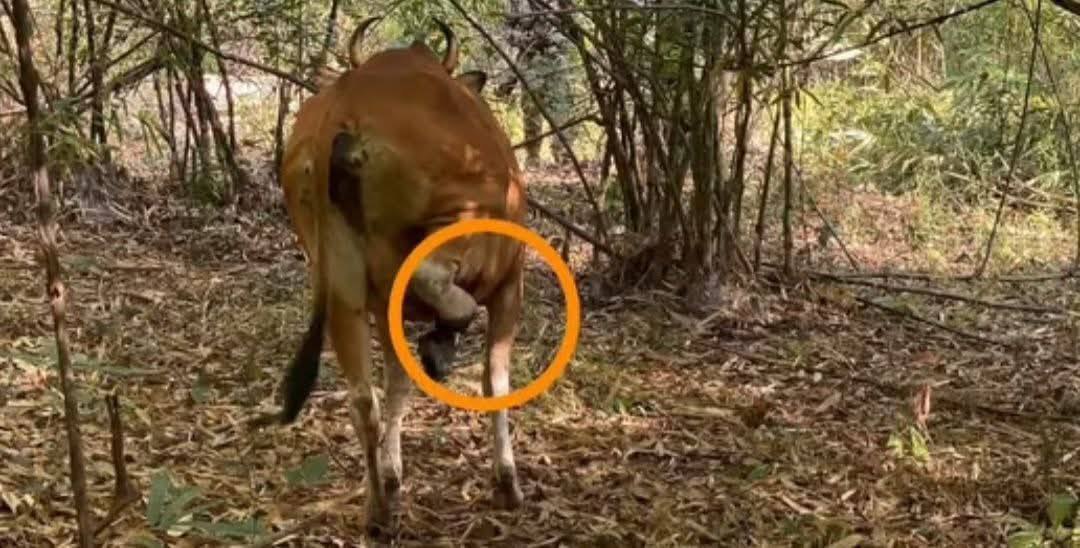 «សត្វទន្សោងញី» មួយក្បាល ស្លាប់ដោយសារជាប់អន្ទាក់ព្រានព្រៃ ក្នុងដែនជម្រកសត្វព្រៃស្រែពក ខេត្តមណ្ឌលគិរី